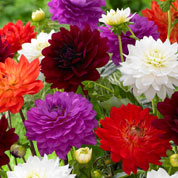 Decorative Dahlia Mix